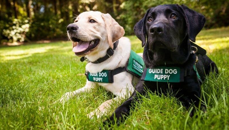 guide dog puppies